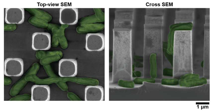Scanning electron micrographs of E. coli colonization within silicon diffraction gratings